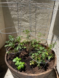 My new tomato planter